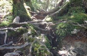 Tramping Mt Holdsworth
