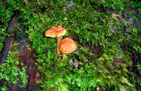 Tramping - Why to Why Why