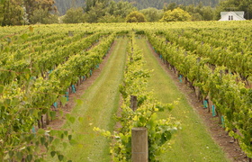 Martinborough Wine Trip