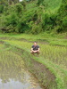 Tom in the rice fields