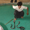 Crazy snake man!