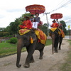 Fancy pants elephants.