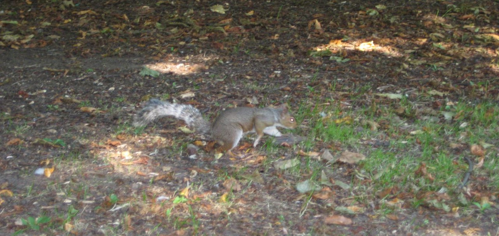 Squirrel! In Queen's Park, Kilburn