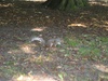 Squirrel! In Queen's Park, Kilburn
