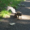 Another squirrel.  We like squirrels.