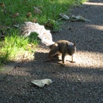 Another squirrel. We like squirrels.
