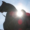 The mighty horse!