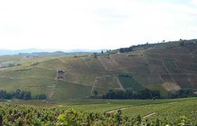 France: Grape Picking