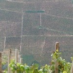 Never ending vineyards.