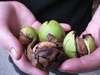 The walnut trees amazed us.