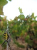 Spider in the vines.
