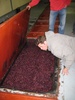 Smelling the partially fermented grapes.  Nose destroying!
