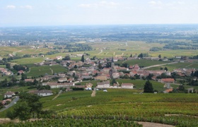 France: Grape Picking