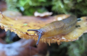 France: Medieval Sarlat