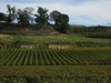 One of many fields of vins