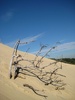 The dune has killed dozens of trees