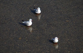 France: Trio around Toulouse