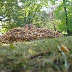 This is a daily business for the French in Autumn - cleaning up the leaves