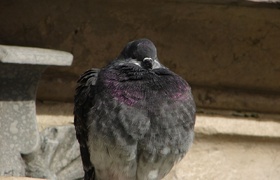 Italy: Spaghetti Bologna