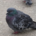 Paul the pigeon