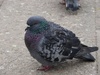 Paul the pigeon