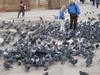 Chaos with pigeons feeding