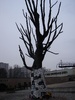 Warsaw: Dead tree turned into a sculptural monument 