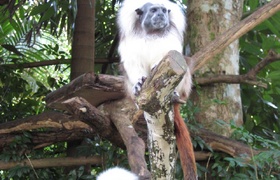 Christmas in Crane Singapore