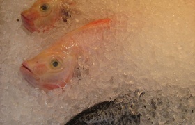 Christmas in Crane Singapore