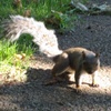 Squirrel! In Queens park, Kilburn.