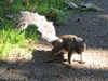 Squirrel! In Queens park, Kilburn.