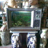 Crazy fish in the tv. Odd restaurant on big budda beach.
