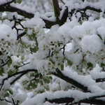 OUr blossom tree covered in snow. white on white very art modern