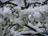 OUr blossom tree covered in snow. white on white very art modern
