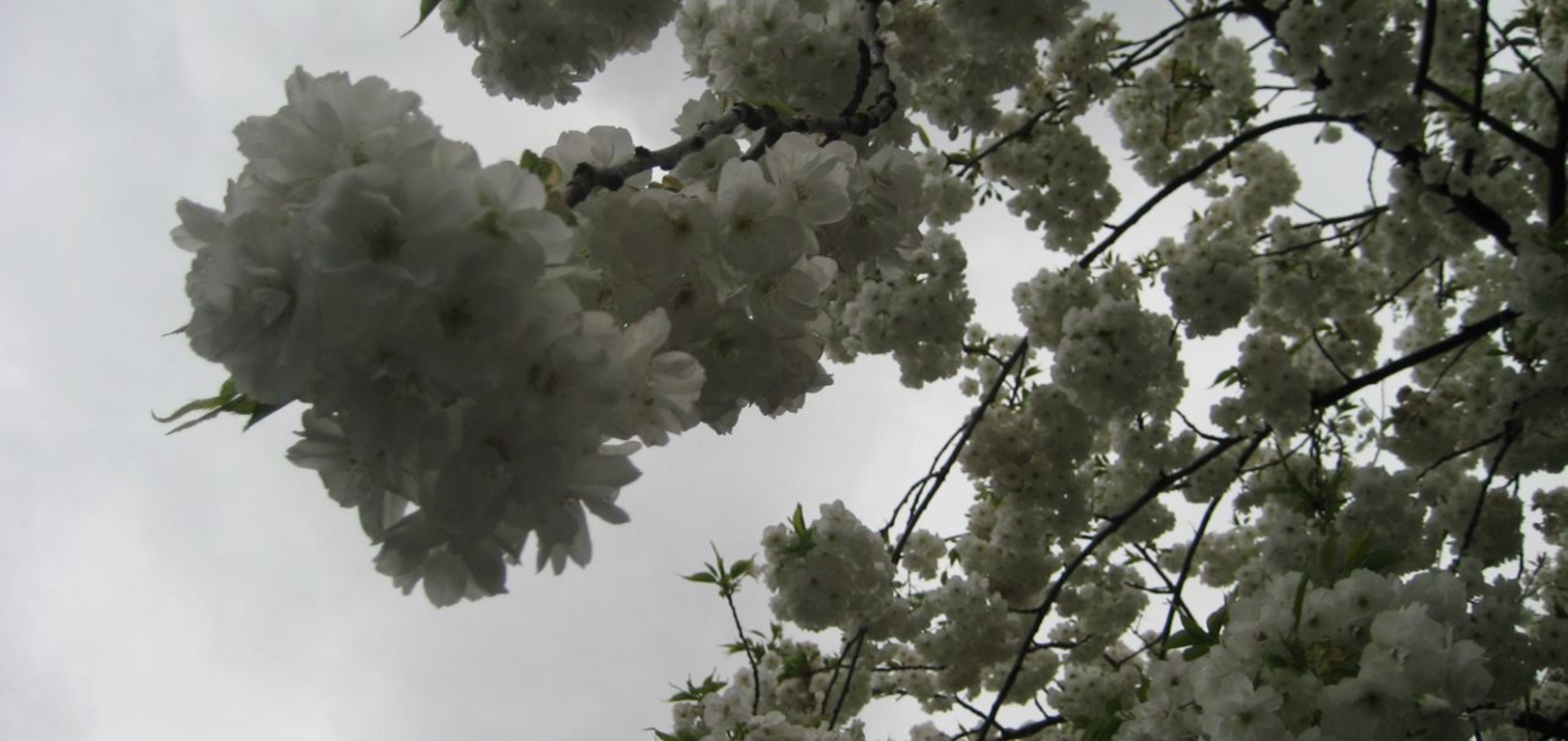 Blossoms who could resist!