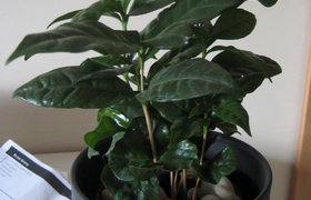 Our Fort in Fordwych