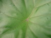 Leaf from the Eden Project - dome one!