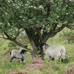 A couple of sheepies take cover under a tree