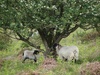 A couple of sheepies take cover under a tree