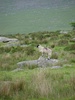 A lone ranger sheep, watching over his herd - or perhaps he was stuffed? It was hard to tell.