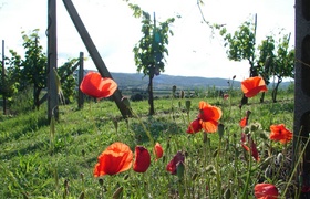 A Taste of Tuscany