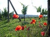 Poppies in full bloom