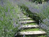 At the Villa, the Lavendar Staircase