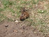A friendly Gopher?