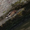 Sleepy duck in a sleepy town.