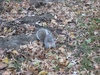 Squirrel with a nut in Central Park