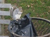 Naughty squirrel!
