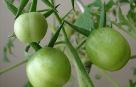 August - Journal Entries