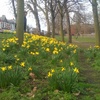 Spring time in Queens Park with an oog da boog behind the tree. Out flat hunting - will the next one be the one?