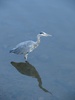 Our long legged, feathered friend by Hammersmith Bridge having a dip in the Thames